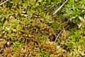 Sphagnum moss