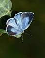 Holly Blue (c) Butterfly Conservation