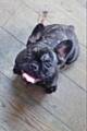 £1,000 reward for safe return of stolen dog