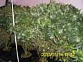 £30,000 of cannabis seized in Smallbridge