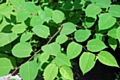 Japanese Knotweed (Fallopia japonica)