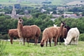 The Littleborough Llamas