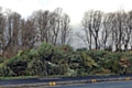 Bamford Christmas tree recycling point full to the brim