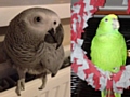 Barney (African Grey parrot) and Amber (Amazon Yellow Nape) the parrots stolen from a house in Castleton