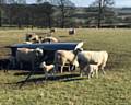 A sheep had to be rescued after it became stuck