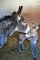 Poppy the donkey with her new foal