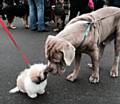 Dogs of all sizes at the fun dog show at Milnrow Memorial Park