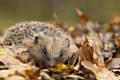 Hedgehog foraging amongst leaves in garden