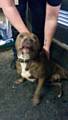 The well looked after brown/tan male Staffie found in Rochdale town centre