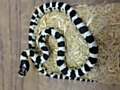 One of the snakes stolen from Reptacular