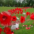 Poppy river in Hare Hill Park