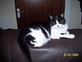 Molly the cat has been missing from Daventry Road, Kirkholt since Thursday 18 June.