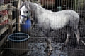 The neglected pony was up to his fetlocks in mud on an allotment swimming with mud and faeces