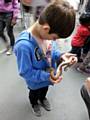 Visitors looking at snakes - Hopwood Hall College Animal Fun Day