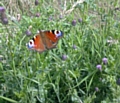 40 year slump for UK Butterflies