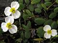 Rare Floating Water Plantain, Luronium natans