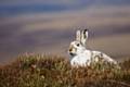 The last of the English snow hares – citizen science campaign launches