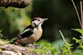 Woodpecker by David England