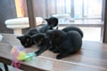 Litter of five kittens - yet to be named (ready for adoption in five weeks)