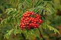 Rowan berries - Nature survey launched to track the pace of autumn