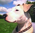 Bullet is a cross of an American bulldog and a bull mastiff