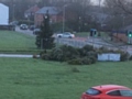 Unwanted Christmas trees awaiting collection in Bamford