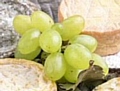 Very young children can choke to death on whole grapes