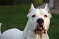 Baaned breed: Dogo Argentino