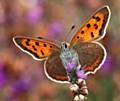 Small Copper Butterfly