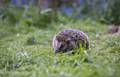 Hedgehog populations are in long-term decline 