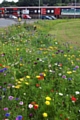 Wild flower verges 