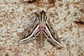 Silver-striped Hawk-moth