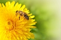 Stock image of a honeybee