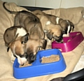 Four of the puppies that have been handed in – Jack Frost, Holly, Joseph and Eve