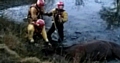 Heywood firefighters help to horse rescue