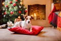 Look after your dog’s needs this festive season