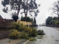 Tree felled by a storm 