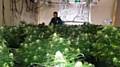 Large cannabis factory discovered