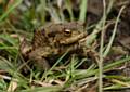 The public are being asked to be on the lookout adders, lizards and toads 