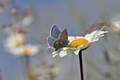 Common Blue on a Daisy