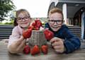 Strawberries crowned the North West’s favourite fruit 