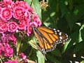 Rare Monarch butterflies seen in Rochdale Cemetery at the Garden of Remembrance