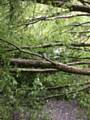 Michael Howarth's lucky escape after a 50ft tree fell on top of his van, the white van is just visible through the leaves