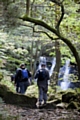 Walkers in woodland