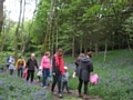 Ealees Forest School bluebells Dig n Delve session in May 2017