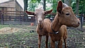 Golden Guernsey Goats