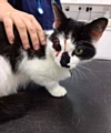 Macy underwent an operation but her eye couldn't be saved.