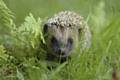 Hedgehog looking through grass