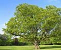 The red oak tree in Longford Park, Trafford, which is estimated to be between 162 and 214 years old