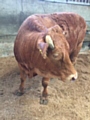 Cow with a severe in-growing horn going back into its head